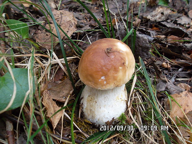 hríb smrekový Boletus edulis Bull.