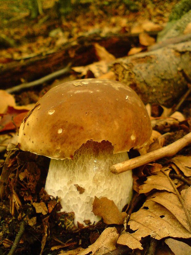 hríb smrekový Boletus edulis Bull.