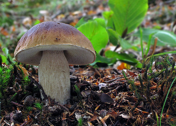 hríb smrekový Boletus edulis Bull.