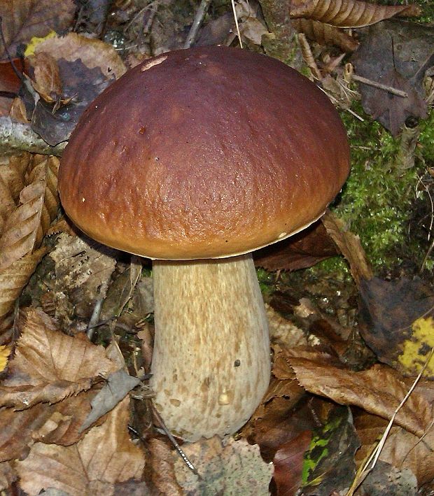 hríb smrekový Boletus edulis Bull.