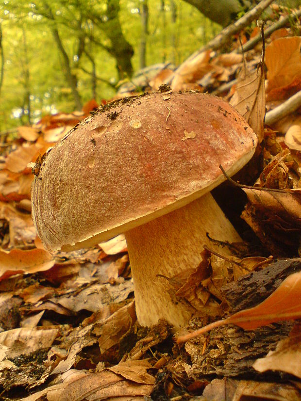 hríb sosnový Boletus pinophilus Pil. et Dermek in Pil.