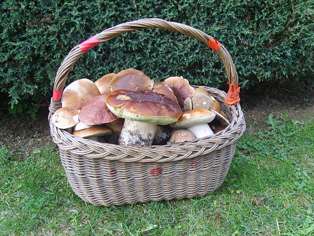 hríb dubový Boletus reticulatus Schaeff.