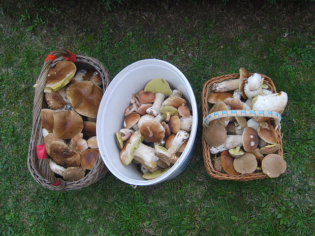 hríb dubový Boletus reticulatus Schaeff.