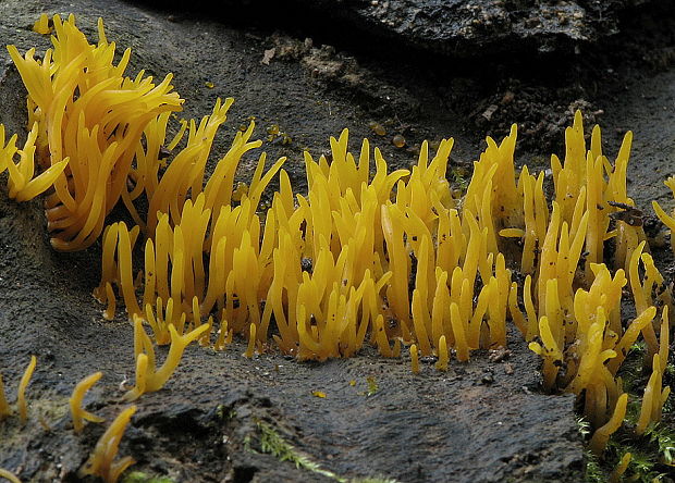 parôžkovec malý Calocera cornea (Fr.) Loud.