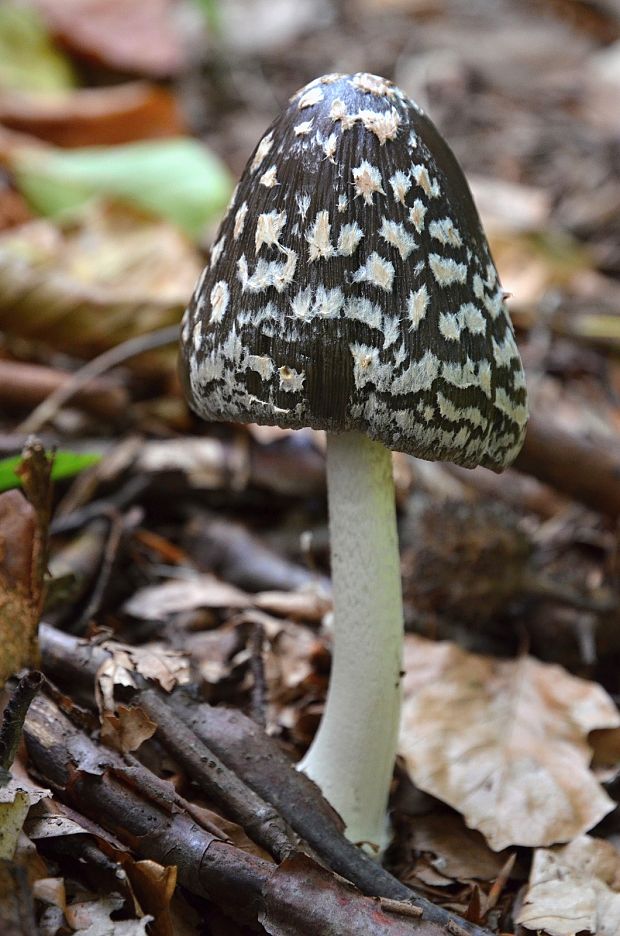 hnojník strakatý Coprinopsis picacea (Bull.) Redhead, Vilgalys & Moncalvo