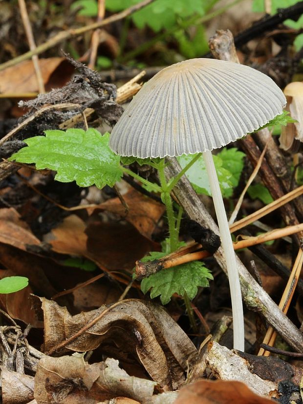 hnojník Coprinus sp.