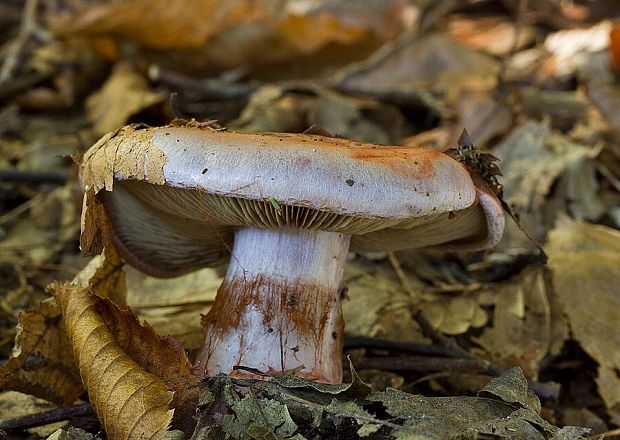 pavučinovec hrdzavoolivový Cortinarius cf. rufo-olivaceus (Pers.) Fr.