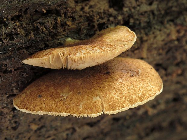 pahliva Crepidotus sp.