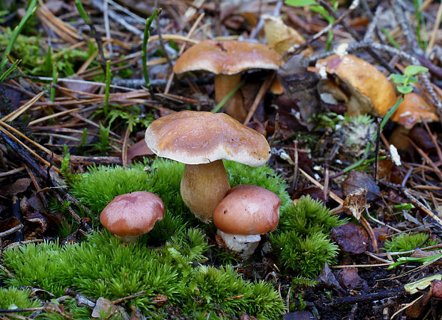 sliziak ružový Gomphidius roseus (Fr.) Oudem.