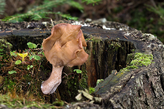 ušiak mitrovitý Gyromitra infula (Schaeff.) Quél.