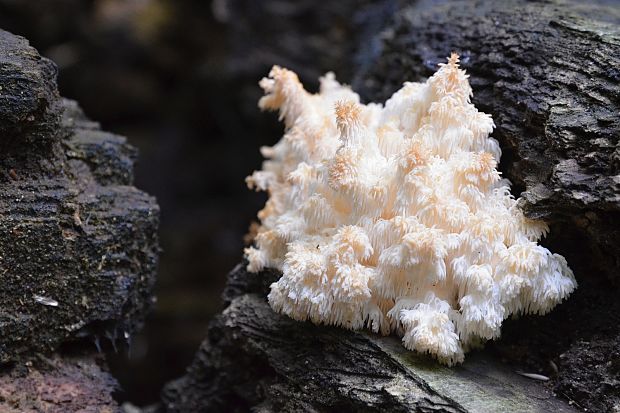 koralovec bukový Hericium coralloides (Scop.) Pers.