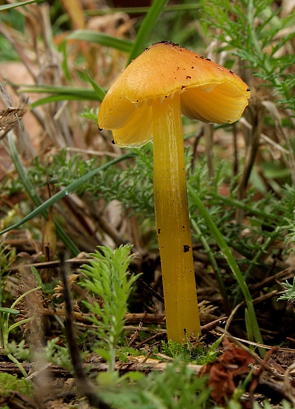 lúčnica kužeľovitá Hygrocybe conica (Schaeff.) P. Kumm.