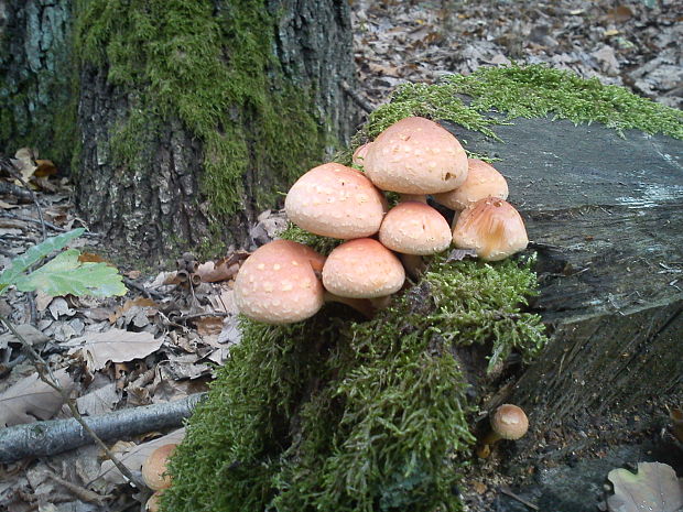 strapcovka tehlovočervená Hypholoma lateritium (Schaeff.) P. Kumm.