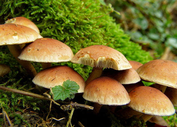 strapcovka tehlovočervená Hypholoma lateritium (Schaeff.) P. Kumm.