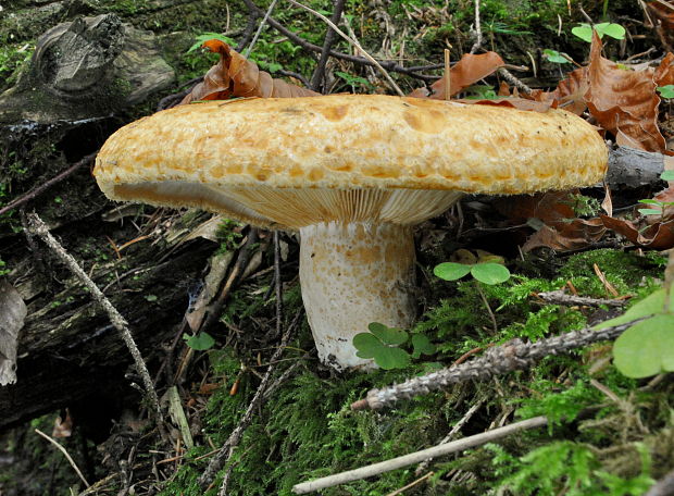 rýdzik rapavý Lactarius scrobiculatus (Scop.) Fr.