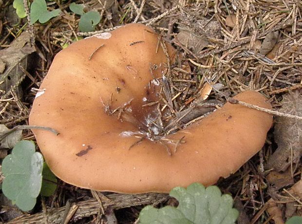 rýdzik Lactarius sp.