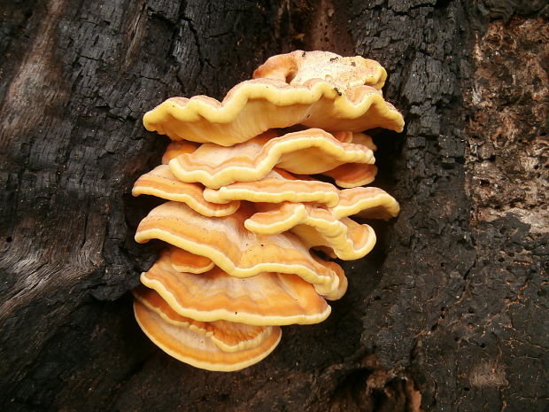 sírovec obyčajný Laetiporus sulphureus (Bull.) Murrill