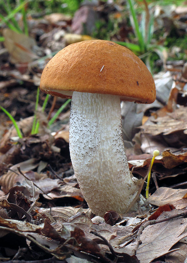 kozák osikový Leccinum albostipitatum den Bakker & Noordel.