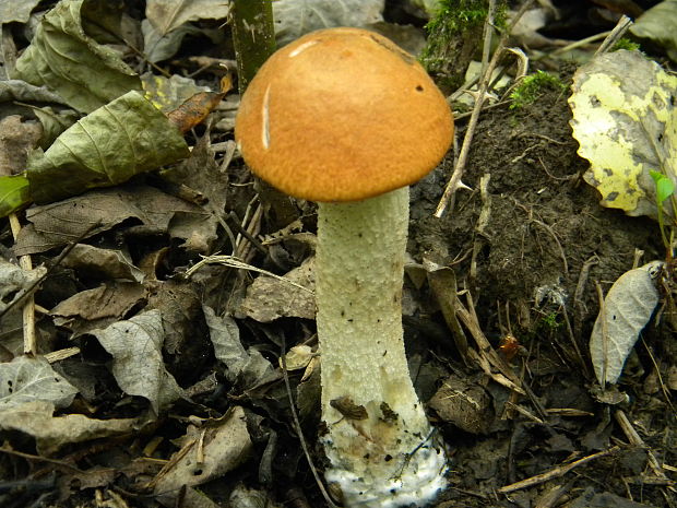 kozák Leccinum sp.