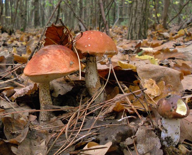 kozák sosnový  Leccinum vulpinum Watling