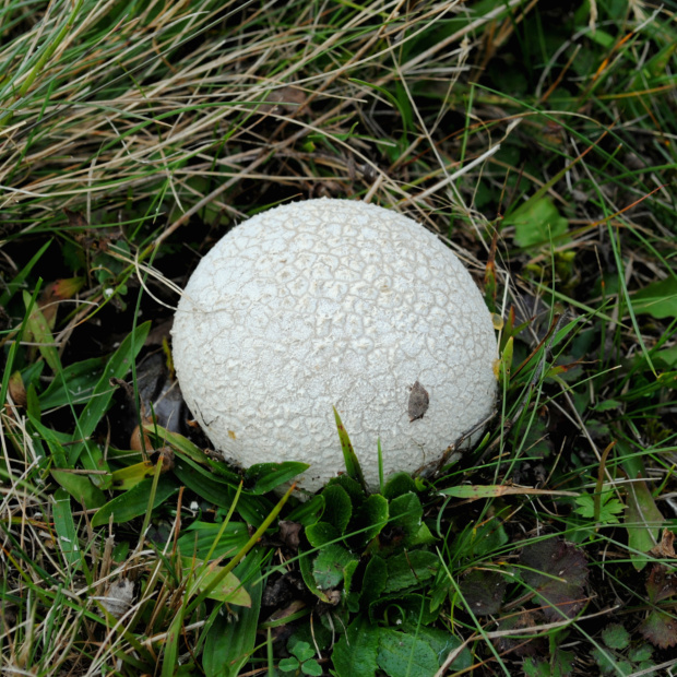 rozpadavec dlabaný Lycoperdon utriforme Bull.