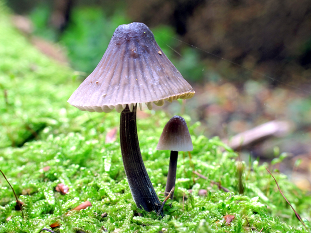 prilbička ryhovaná Mycena polygramma (Bull.) Gray