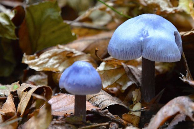 prilbička reďkovková Mycena pura (Pers.) P. Kumm.