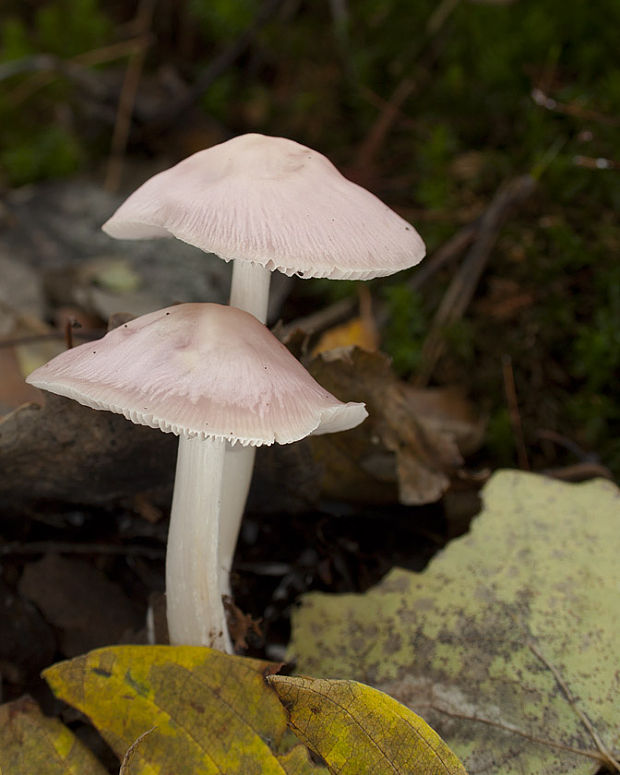 prilbička ružovkastá Mycena rosea Gramberg