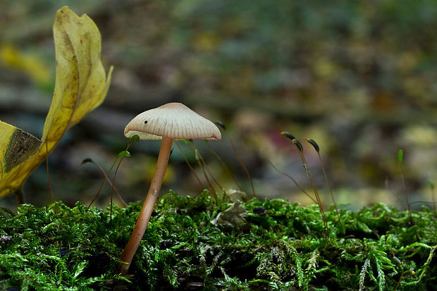 prilbička Mycena sp.