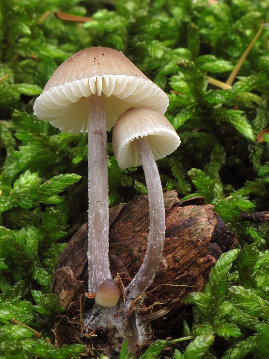 prilbička Mycena sp.