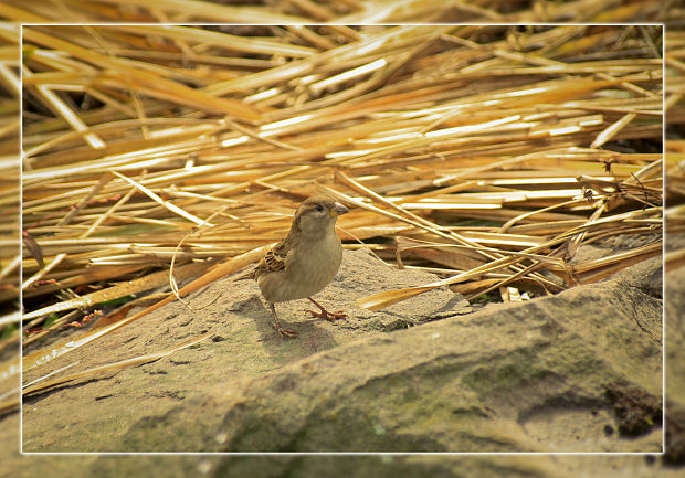 vrabec domový Passer domesticus