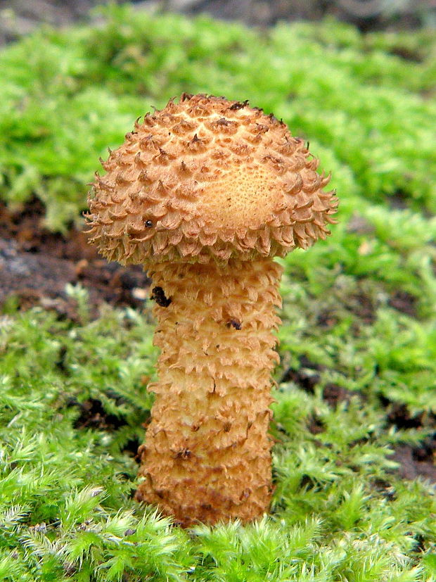 šupinovka šupinatá Pholiota squarrosa (Vahl) P. Kumm.