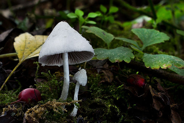 drobuľka Psathyrella sp.