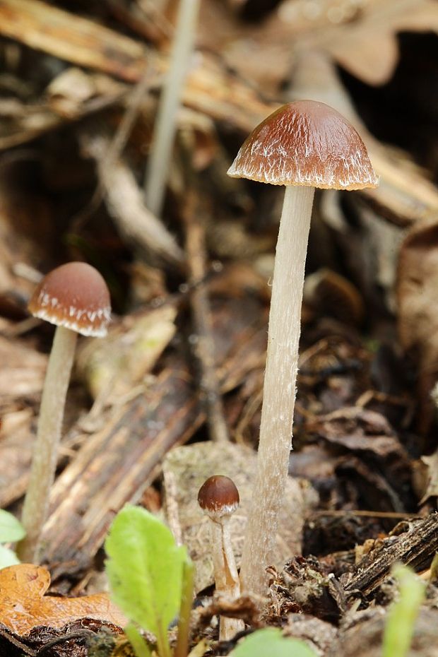 drobuľka Psathyrella sp.