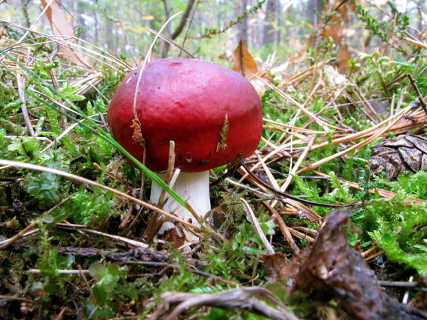 plávka škodlivá ? Russula emetica ? (Schaeff.) Pers.