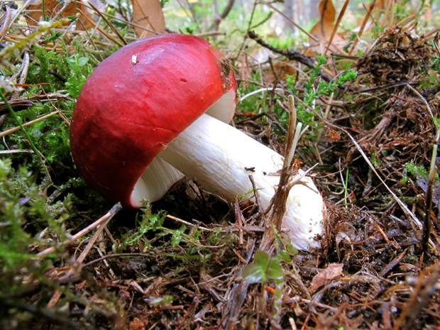 plávka škodlivá? Russula emetica ? (Schaeff.) Pers.