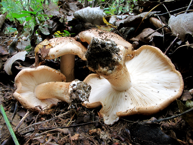 čírovka topoľová Tricholoma populinum J.E. Lange