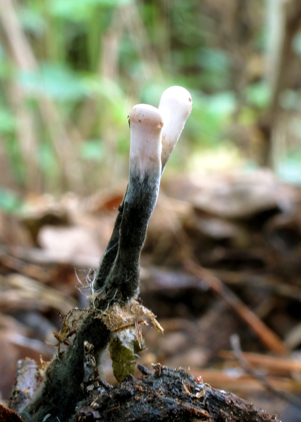 drevnatec parohatý Xylaria hypoxylon (L.) Grev.