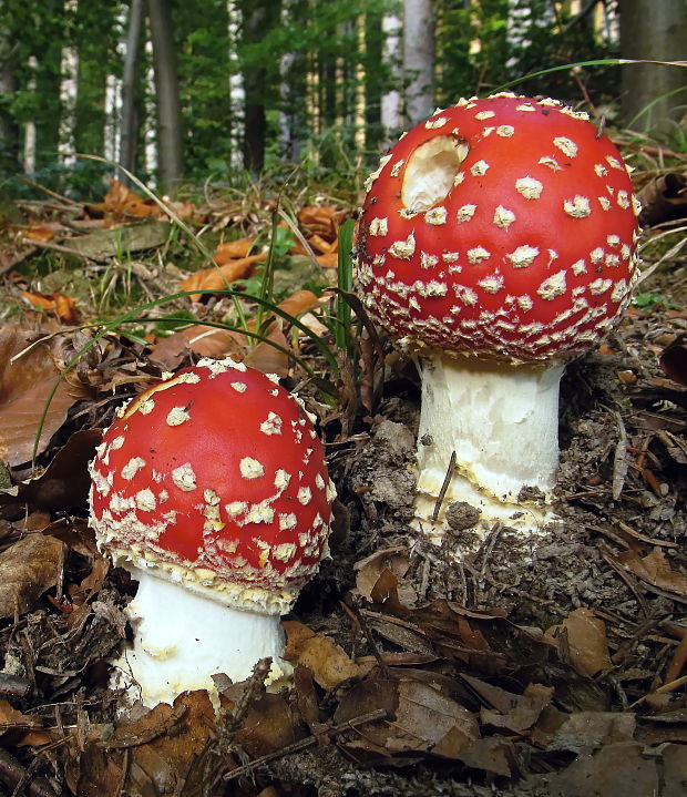 muchotrávka červená Amanita muscaria (L.) Lam.