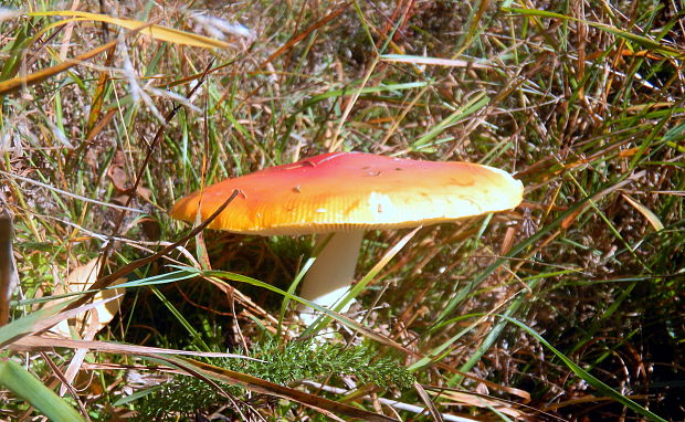 muchotrávka červená Amanita muscaria (L.) Lam.