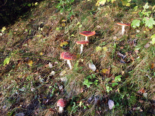 muchotrávka červená Amanita muscaria (L.) Lam.