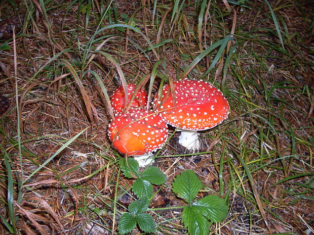 muchotrávka červená Amanita muscaria (L.) Lam.