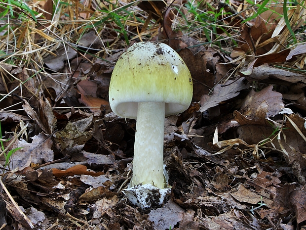 muchotrávka zelená Amanita phalloides (Vaill. ex Fr.) Link