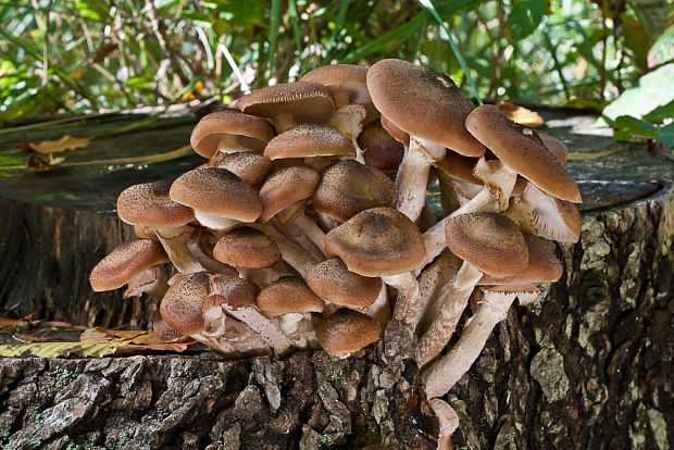 podpňovka obyčajná Armillaria mellea (Vahl) P. Kumm.