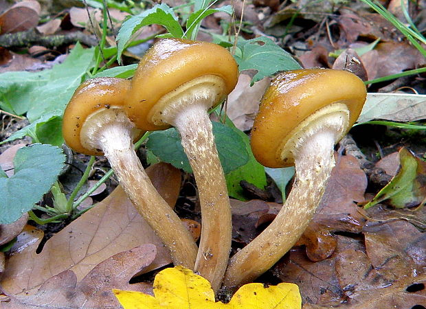 podpňovka obyčajná Armillaria mellea (Vahl) P. Kumm.