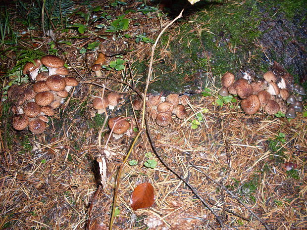 podpňovka tmavá Armillaria ostoyae (Romagn.) Herink