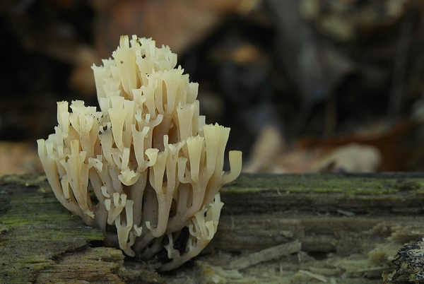 korunovec svietnikovitý Artomyces pyxidatus (Pers.) Jülich