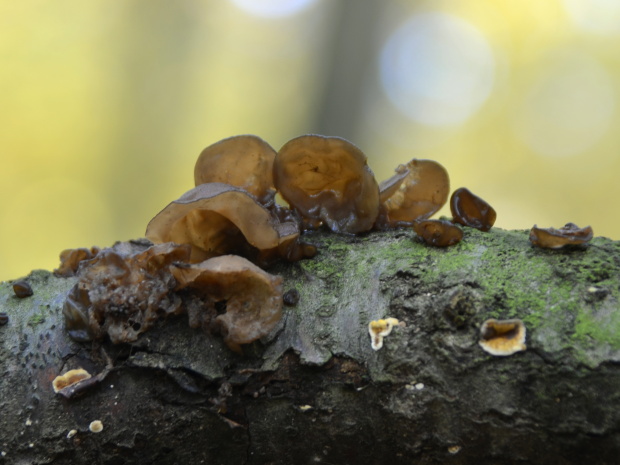 uchovec bazový Auricularia auricula-judae (Bull.) Quél.