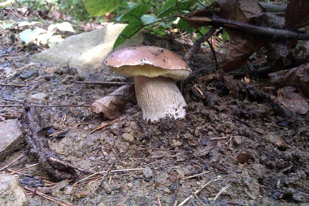 hríb smrekový Boletus edulis Bull.