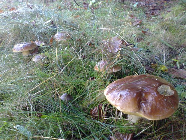 hríb smrekový Boletus edulis Bull.